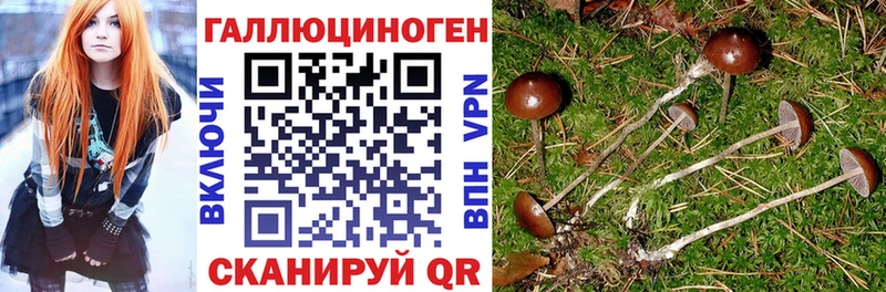купить  цена  Кольчугино  кракен онион  Псилоцибиновые грибы Psilocybine cubensis 
